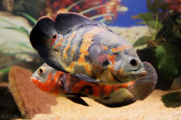 10種最有異國情調的熱帶魚