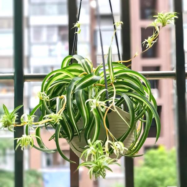 100種觀葉綠植,50種大型的,50種小型的,家裡沒有陽光也能養 100種觀葉綠植,50種大型的,50種小型的,家裡沒有陽光也能養