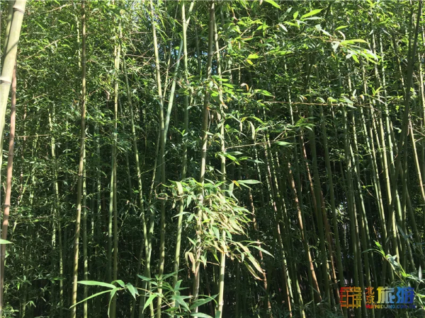 免費!這幾個公園風景如畫,還有竹林、大草坪~ 免費!這幾個公園風景如畫,還有竹林、大草坪~