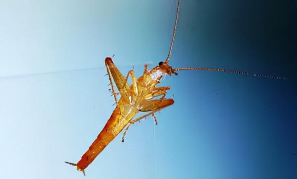 小強真的“打不死”嗎？