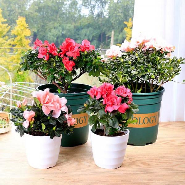 這些花，現在入手最適合，冬季室內也能花開爆盆