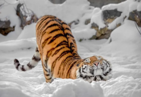 貓生虎威：這隻老虎怎麼“貓裡貓氣”的？