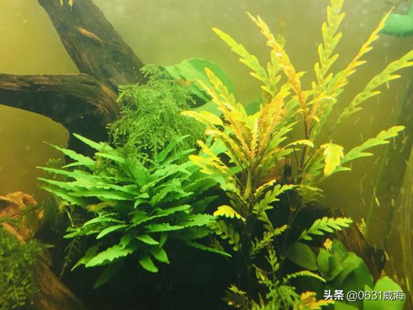新手養金魚要合理聽取意見,金魚喂活餌的利弊要清楚,餵食的重要 新手養金魚要合理聽取意見,金魚喂活餌的利弊要清楚,餵食的重要