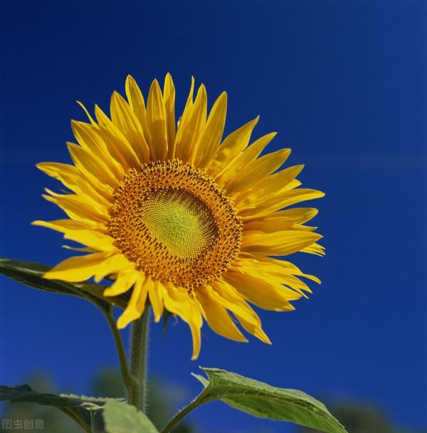 鄉愁似水，生活如火‖《朝向一朵花的盛開》，給你精神安個“家”