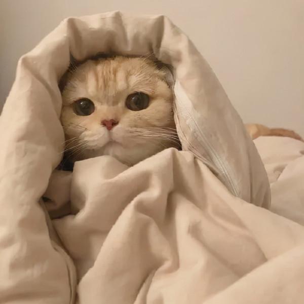 精美頭像：十二星座應該怎樣解決空虛寂寞呢？內容太真實了