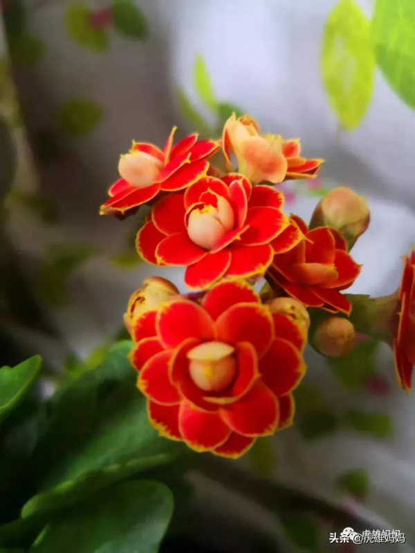 我家雙十一入項的多肉鮮花留影檔案記錄（二）