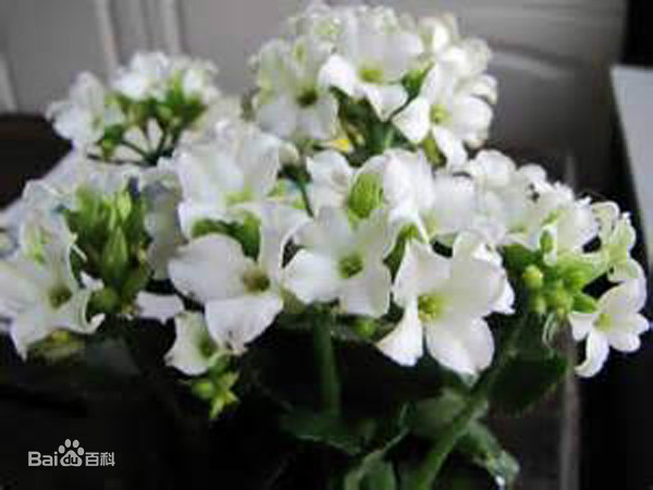 2022花開有時——正月初三 伽藍菜 大吉大利 長命百歲