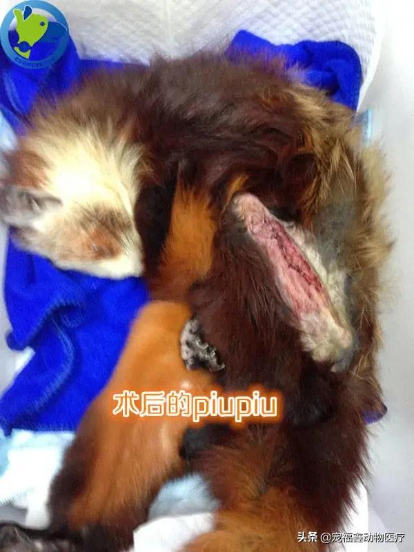 其實，我們不只會看貓和狗