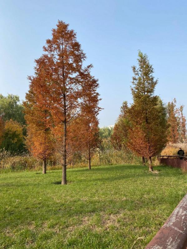 北京紅領巾公園秋色景美 北京紅領巾公園秋色景美