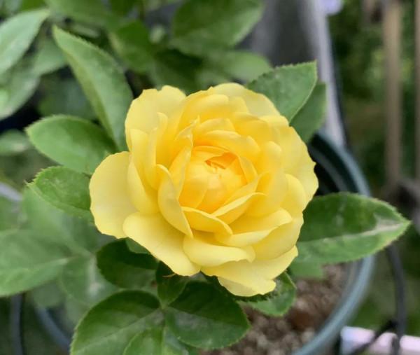 黃花月季中的“王中王”,常年開花不停歇,太漂亮了,你值得擁有 黃花月季中的“王中王”,常年開花不停歇,太漂亮了,你值得擁有