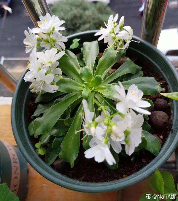 顏值超高的小清新植物，一年到頭都在開花，而且越開花越多