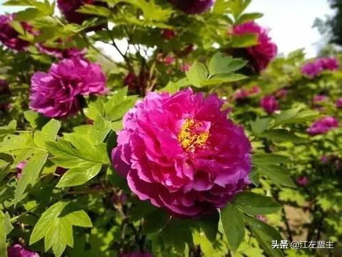 期待春天來了的時候，和你一日看盡長安花