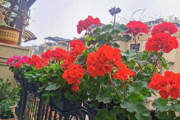 新年養&OpenCurlyDoubleQuote;3種花&rdquo;，耐寒好養漂亮，顏色豐富，熱鬧&OpenCurlyDoubleQuote;喜慶&rdquo;