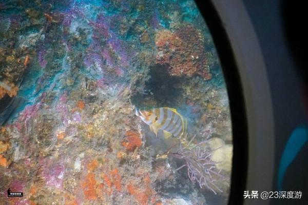 不會游泳也可以去找小丑魚跳海草舞！盤點全球可以坐潛水艇的景點