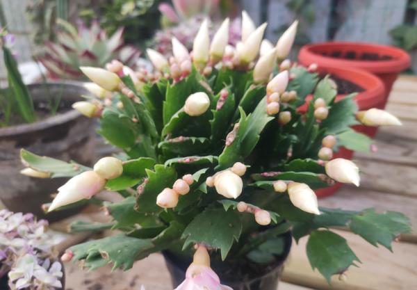 秋季3種花要補肥，但不是用促花肥，要合理施肥，才能開花爆盆