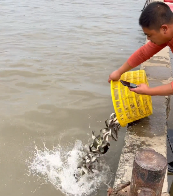 上海一河道鯽魚大暴走，一天輕鬆釣上十幾斤，有人拄著柺杖來釣魚