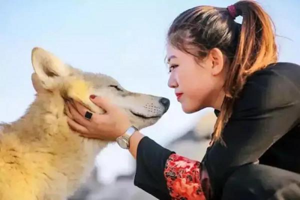 1973年白天，東北狼群突然包圍獸醫家，只因山上母狼難產