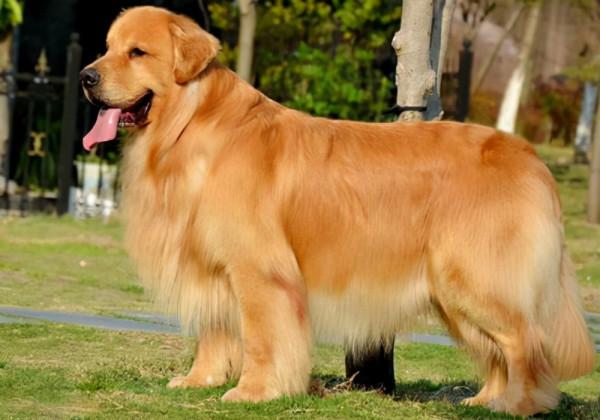 狗界最“通人性”的3種狗,你對它好,它會守護你一輩子 狗界最“通人性”的3種狗,你對它好,它會守護你一輩子