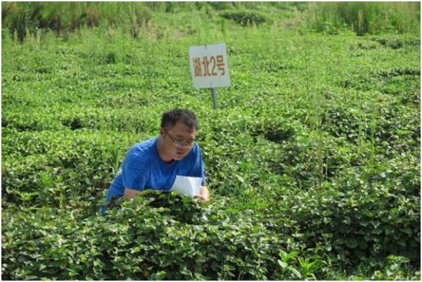 湖北大叔種植魚腥草，開發附加產品讓草價翻十倍，一年銷售千萬元