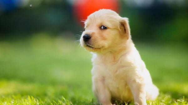 為什麼野生動物不需要吃鹽，而人類卻不行？我們的身體很特殊嗎？