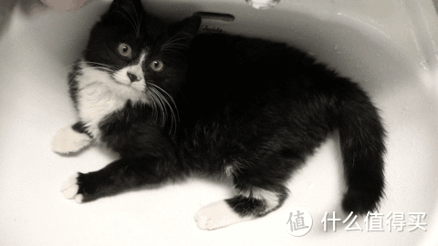 養三隻貓是一種怎樣的體驗？過來人的養貓（勸退）指南