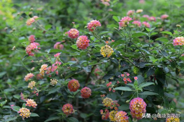 五色梅是一年生還是多年生?好看又好養的一款勤花植物 五色梅是一年生還是多年生?好看又好養的一款勤花植物