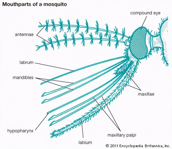 公蚊子首次被發現也愛吸血，不過吸完後結局很慘