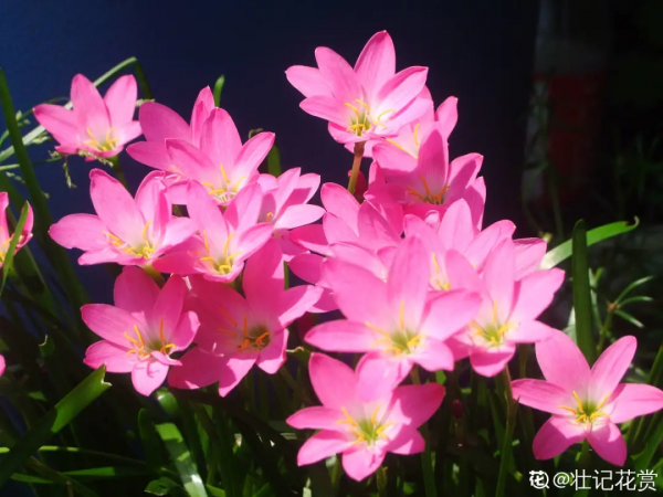 蟹爪蘭、長壽花僵苗,必須掐幾下,重新換盆養 蟹爪蘭、長壽花僵苗,必須掐幾下,重新換盆養