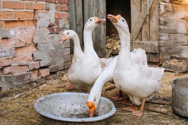 農村關於蛇的傳言:雄黃驅蛇,鵝糞殺蛇,是真的嗎?科學解釋來了 農村關於蛇的傳言:雄黃驅蛇,鵝糞殺蛇,是真的嗎?科學解釋來了