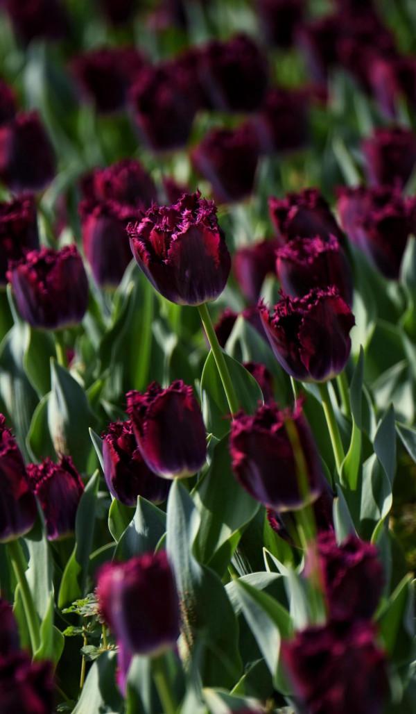 情侶園的鬱金香