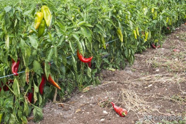 種植蔬菜巧用胺鮮脂,增產幅度能達到60%,實踐得出的結論 種植蔬菜巧用胺鮮脂,增產幅度能達到60%,實踐得出的結論