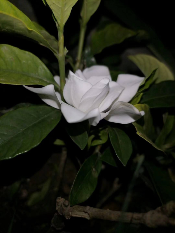 梔子能開花就夠了?只要落了這4步,你的梔子就算白養了 梔子能開花就夠了?只要落了這4步,你的梔子就算白養了