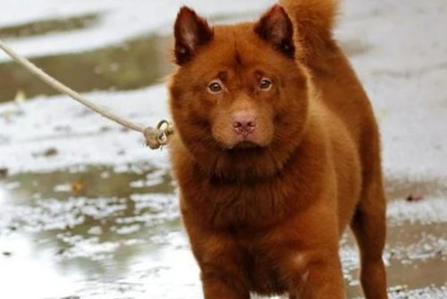 中華田園犬品種圖鑑 中華田園犬品種圖鑑