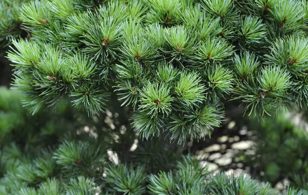 花園植物小百科 | 你的花園到底適合種什麼植物？對症下藥是關鍵