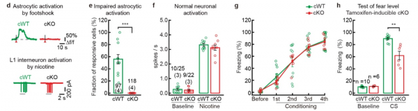 Nat Neurosci:陸軍軍醫大學張寬/諶小維團隊發現影響記憶維持的新靶標 Nat Neurosci:陸軍軍醫大學張寬/諶小維團隊發現影響記憶維持的新靶標