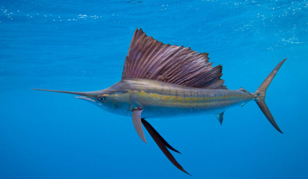 這種魚出生時還沒蝦米大，同類殘食，勝利者即為“海洋霸主”