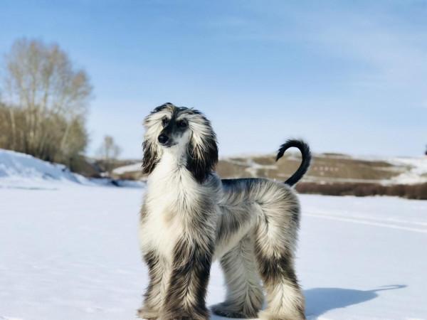 盤點智商排名墊底的狗狗