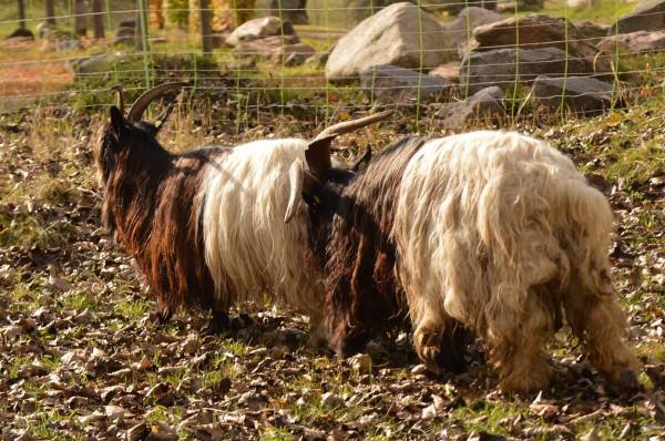 一種古老的山羊，是西班牙代表性的山羊，被稱為傳教士山羊