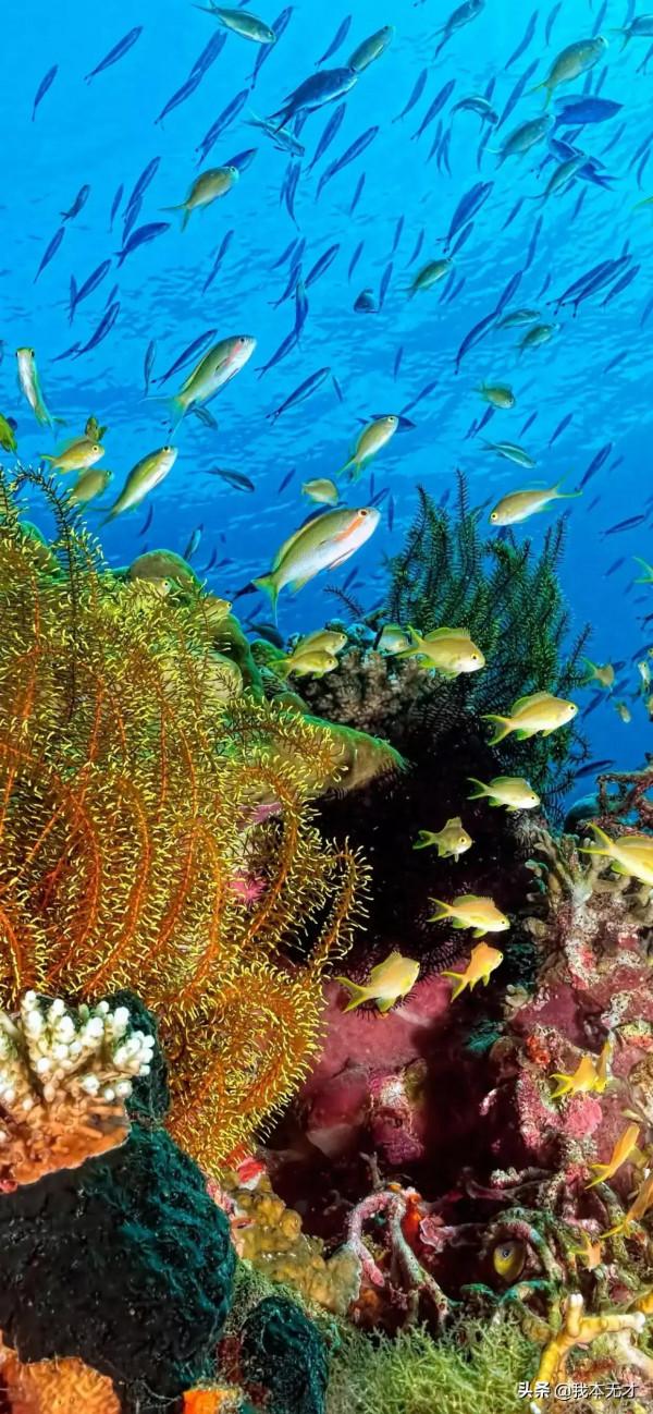 奇妙的海底世界