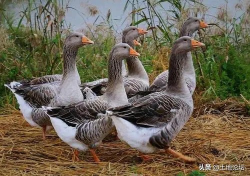 今年農民養殖這幾樣，有前景