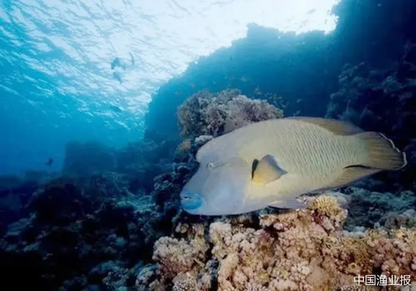 珊瑚礁魚類中的大名星 珊瑚礁魚類中的大名星