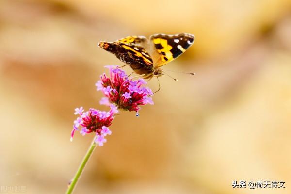 古來最好的告白詩詞，問世間情為何物