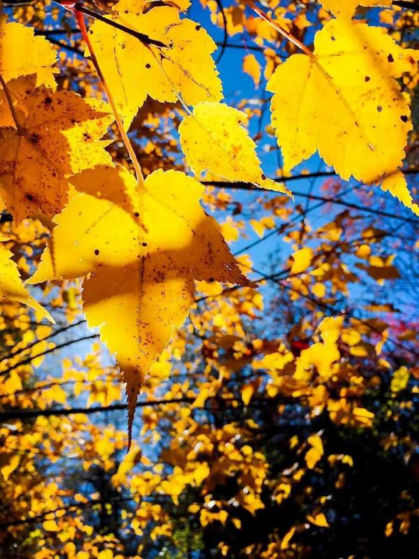 走,去川西看秋色大片 走,去川西看秋色大片