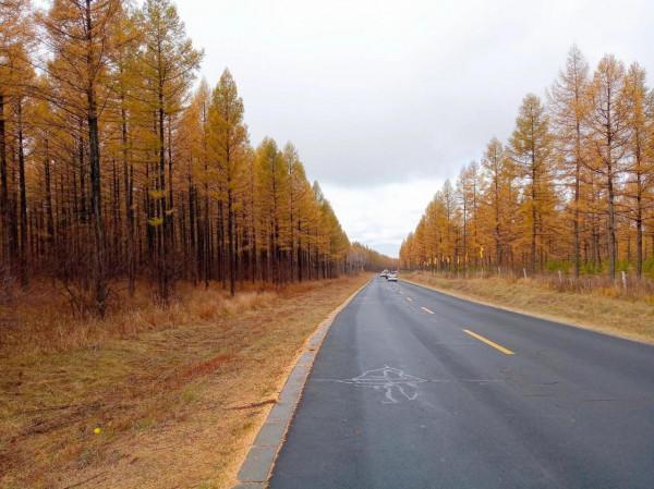 滿目金黃，又想壩上草原了（二）