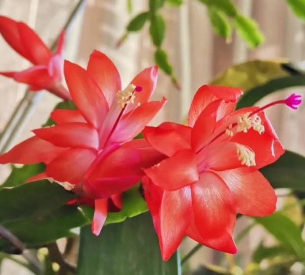 6種花超好養，新人都能學會的養護技巧，看這篇就夠了