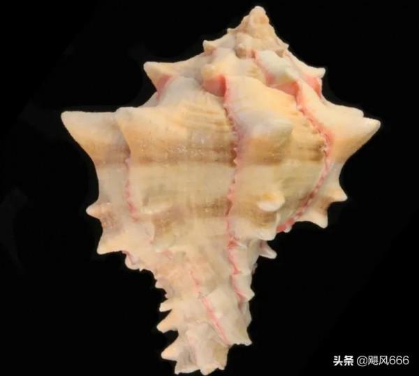 夢遊櫻螺山 夢遊櫻螺山