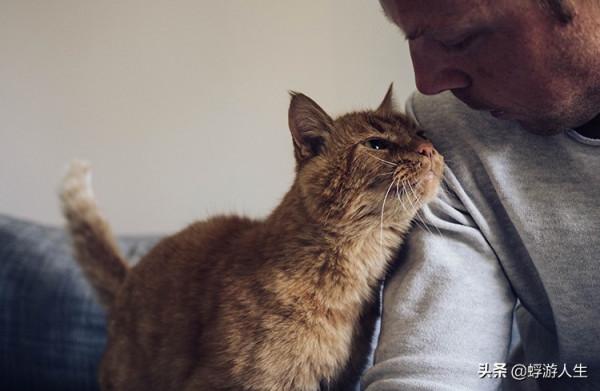 正在努力瞭解您的貓的行為嗎？這是你需要知道的