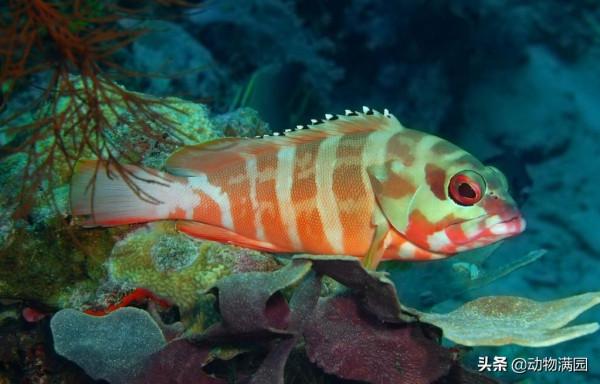 物種百科：赤石斑魚