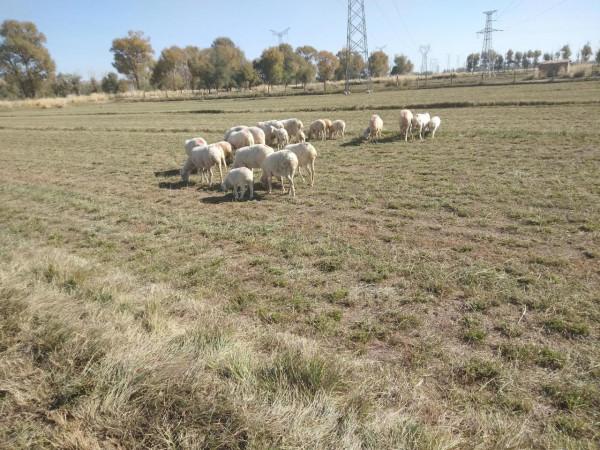 養殖山羊賺錢還是養殖綿羊賺錢?弄清5點疑惑,才能得出結論 養殖山羊賺錢還是養殖綿羊賺錢?弄清5點疑惑,才能得出結論