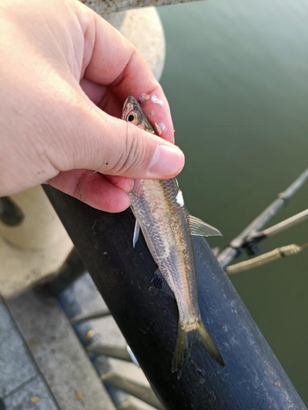 苦守大魚不如改變釣法，說不定也會有驚喜